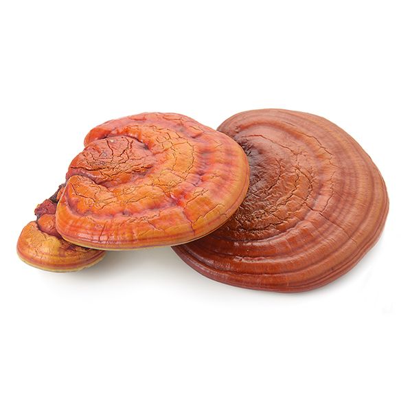 Reishi prášek Bio